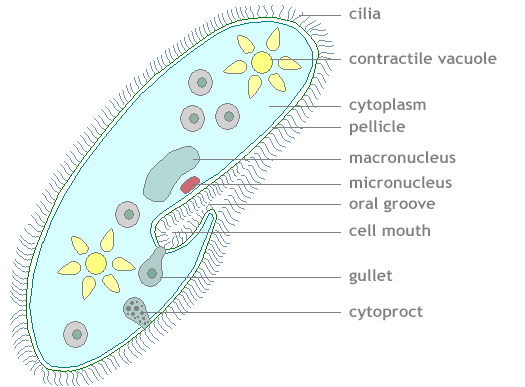 Paramecium caudatum - ciliate-shoes